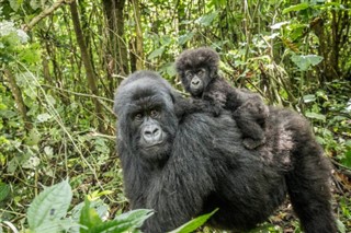 Congo, République du prévisions météorologiques