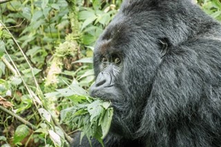 Kongo Cumhuriyeti Hava tahmini