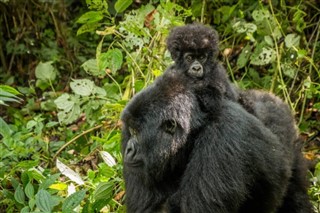 Congo, Repubblica previsioni del tempo
