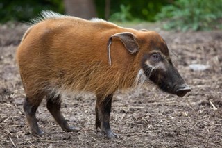Kongo Cumhuriyeti hava tahmini
