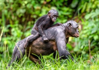 Congo, Republikken vejrudsigt