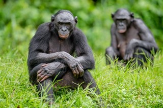 Congo, République du prévisions météorologiques