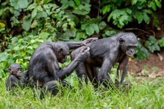Kongo Cumhuriyeti hava tahmini