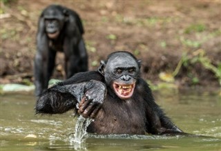 Congo, República del pronóstico del tiempo