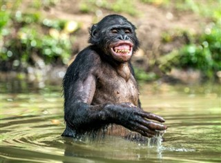 Congo, Republikken vejrudsigt