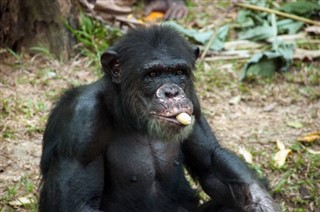 Congo, Republikken vejrudsigt