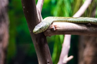 Kongói Köztársaság időjárás-jelentés