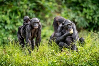 Kongo Cumhuriyeti hava tahmini