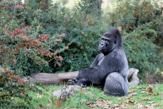 Kongo Cumhuriyeti hava tahmini