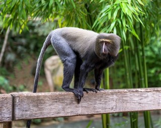 Congo, Republikken vejrudsigt