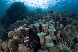 Coral Sea Islands weather forecast