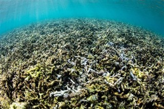 Coral Sea Islands prévisions météorologiques