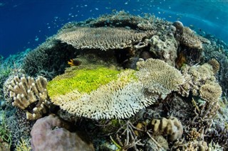 Coral Sea Islands vejrudsigt