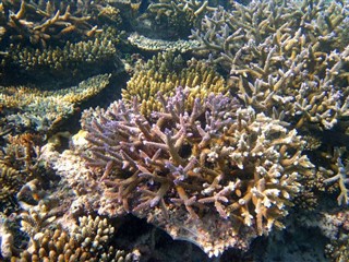 Coral Sea Islands prévisions météorologiques