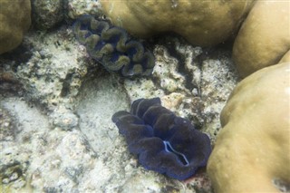 Coral Sea Islands prévisions météorologiques