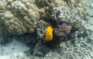 Coral Sea Islands vejrudsigt