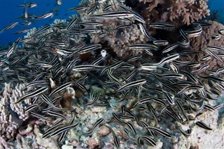 Coral Sea Islands vejrudsigt