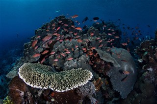 Coral Sea Islands vejrudsigt