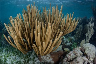 Coral Sea Islands vejrudsigt