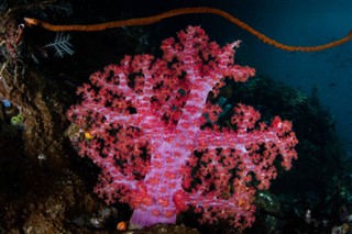 Coral Sea Islands prévisions météorologiques