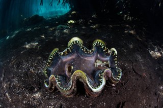 Coral Sea Islands prévisions météorologiques