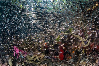Coral Sea Islands vejrudsigt