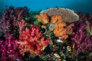 Coral Sea Islands prévisions météorologiques