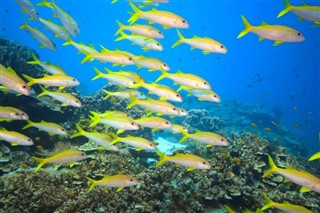 Coral Sea Islands prévisions météorologiques