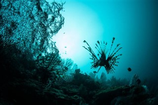 Coral Sea Islands vejrudsigt