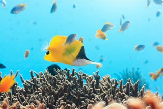 Coral Sea Islands weersvoorspelling