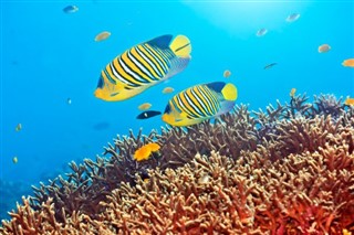 Coral Sea Islands vejrudsigt