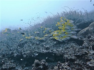 Coral Sea Islands vejrudsigt