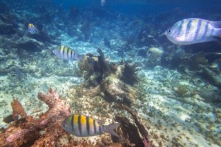 Coral Sea Islands vejrudsigt