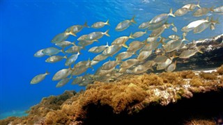 Coral Sea Islands vejrudsigt