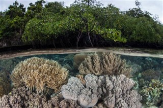 Coral Sea Islands vejrudsigt