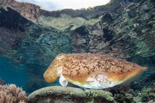 Islas del Mar del Coral pronóstico del tiempo