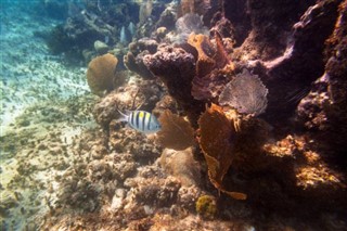 Coral Sea Islands prévisions météorologiques