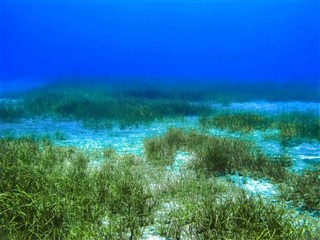 Coral Sea Islands vejrudsigt