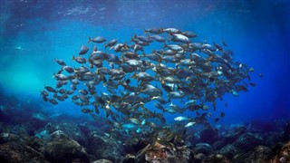 Coral Sea Islands vejrudsigt
