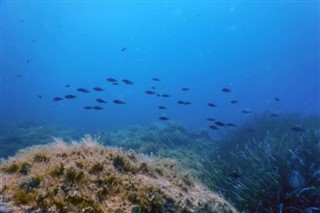 Coral Sea Islands vejrudsigt