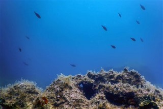 Coral Sea Islands vejrudsigt