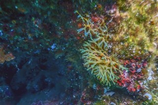 Coral Sea Islands prévisions météorologiques