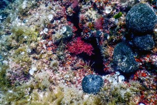 Coral Sea Islands vejrudsigt