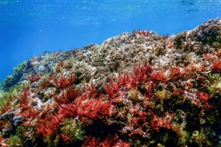 Coral Sea Islands vejrudsigt