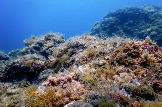Coral Sea Islands vejrudsigt