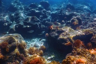 Coral Sea Islands vejrudsigt