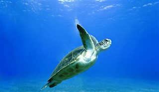 Coral Sea Islands weather forecast