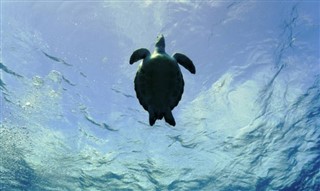 Coral Sea Islands vejrudsigt