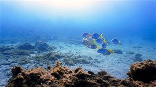 Coral Sea Islands vejrudsigt