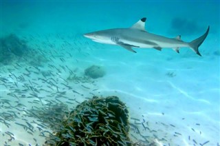 Coral Sea Islands prévisions météorologiques
